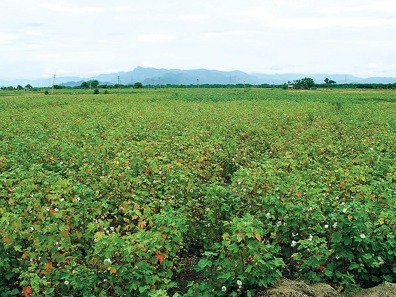 பருத்தி வயல்