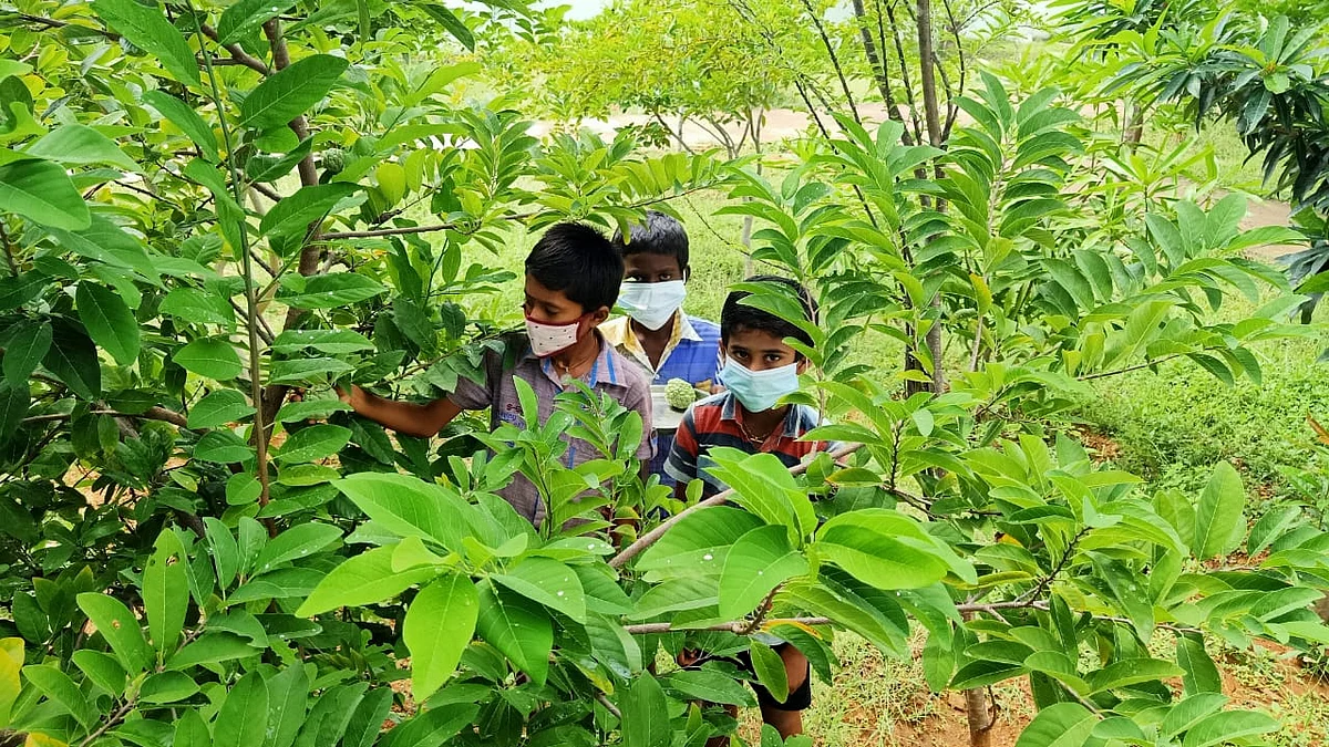 சீத்தா பழம் பறிக்கும் மாணவர்கள்