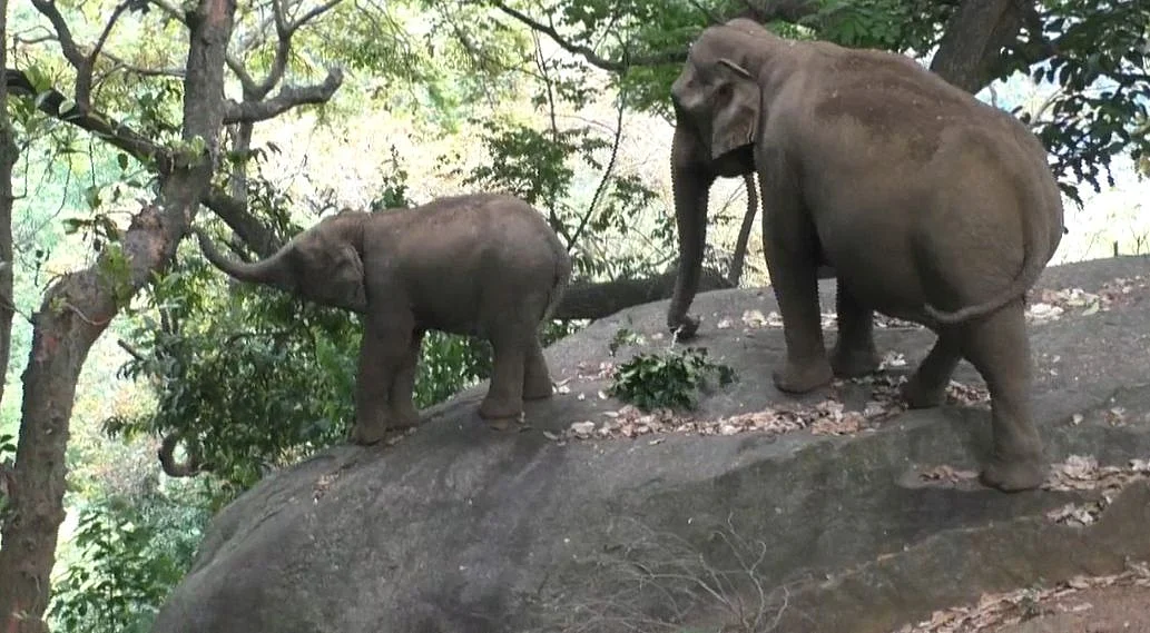 Elephants