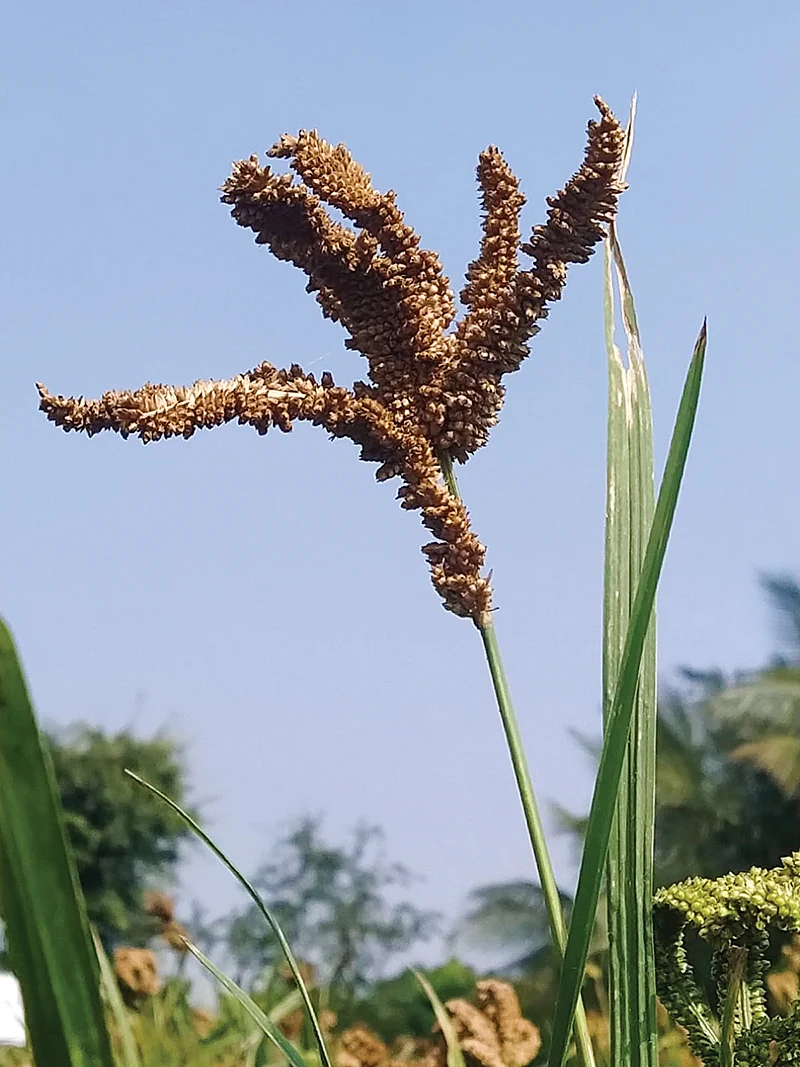 அய்யன ராகி