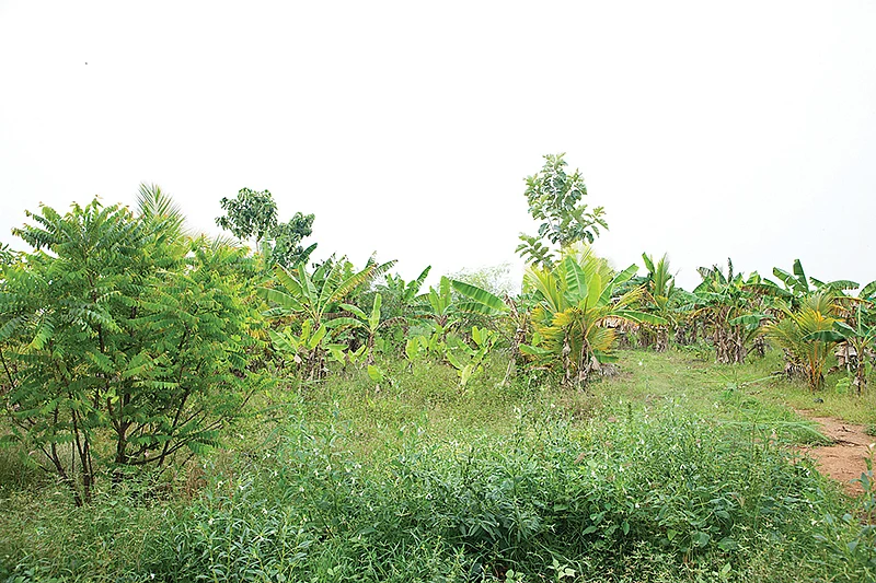 வாழை