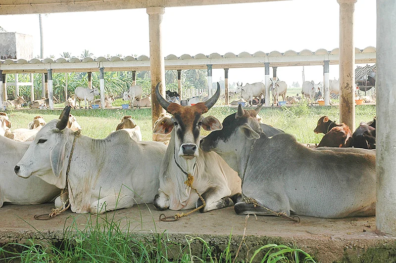 நாட்டு மாடுகள்