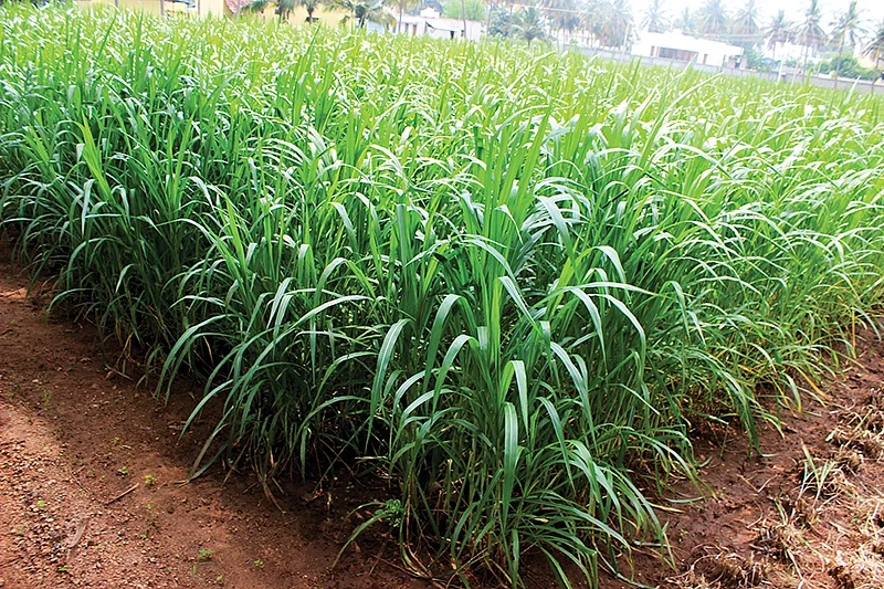 சூப்பர் நேப்பியர்