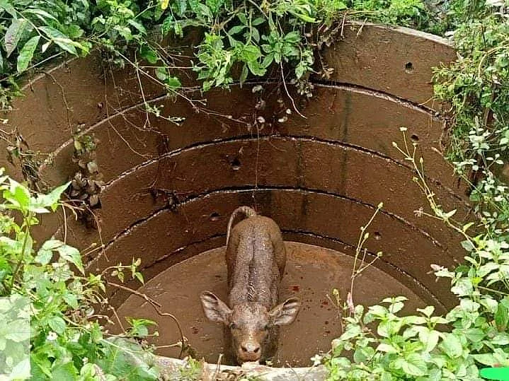 கிணற்றில் விழுந்த கன்று; 3 மணி நேர போராட்டத்திற்குப் பின் மீட்கப்பட்ட நெகிழ்ச்சி சம்பவம்!