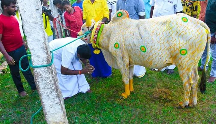 காளைக்கு மரியாதை செய்யும் மக்கள்