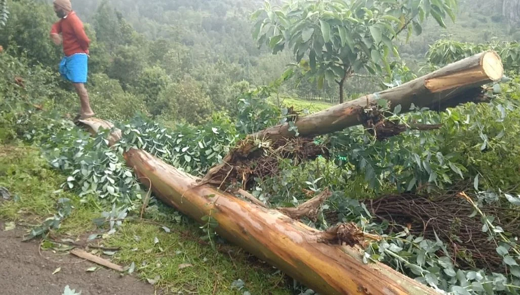 யூகலிப்டஸ் மரங்கள்