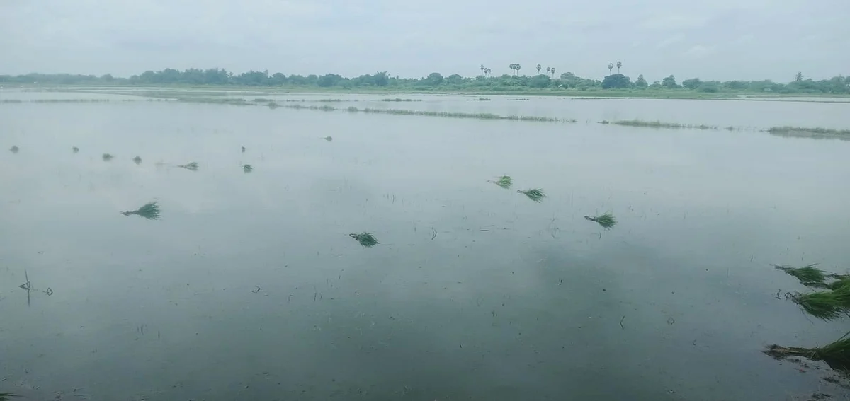மழை நீரில் மூழ்கிய நெற்பயிர்
