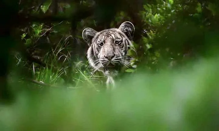 வனத்துறை அதிகாரி ஒருவரால் எடுக்கப்பட்ட வெள்ளை புலியின் புகைப்படம்