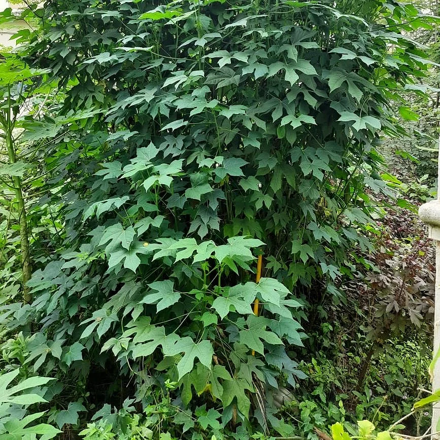 மாயன் கீரை