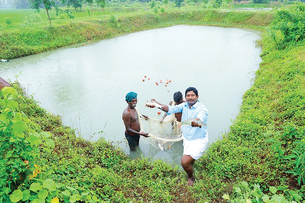 மீன் அறுவடையில் செந்தில்