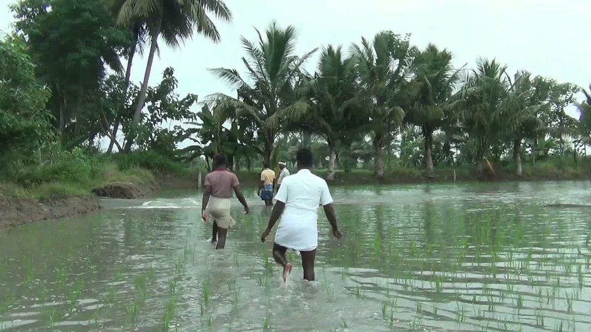 நெல் வயலில் மழை நீர்