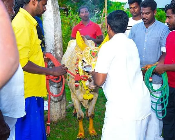 காளைக்கு மரியாதை செய்யும் மக்கள்