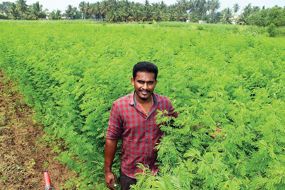 வேலிமசால்