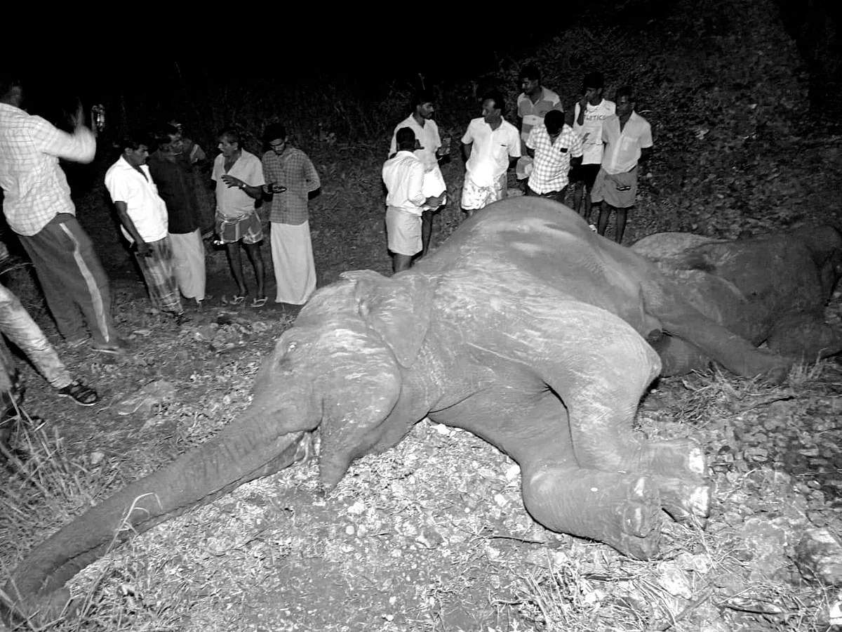 யானைகளை காவு வாங்கும் பாலக்காடு - கோவை ரயில் பாதை... 3 யானைகள் இறந்தது எப்படி?