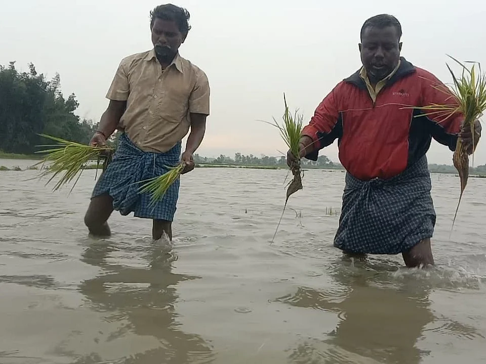 `பயிர்கள் சேதமடைந்ததற்கு அதிகாரிகளின் அலட்சியம்தான் காரணம்!' - வேதனையில் டெல்டா பகுதி விவசாயிகள்