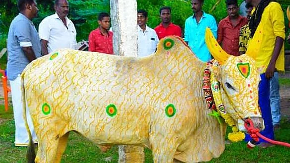 சேவுகா காளை