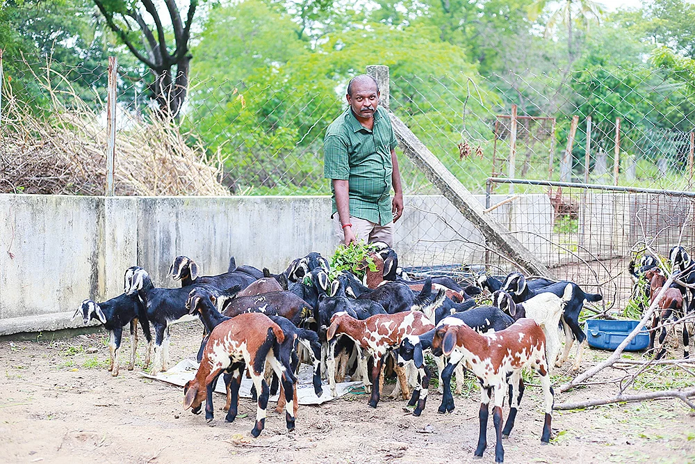 பண்ணையில் ஆடுகளுடன் கார்த்திக்