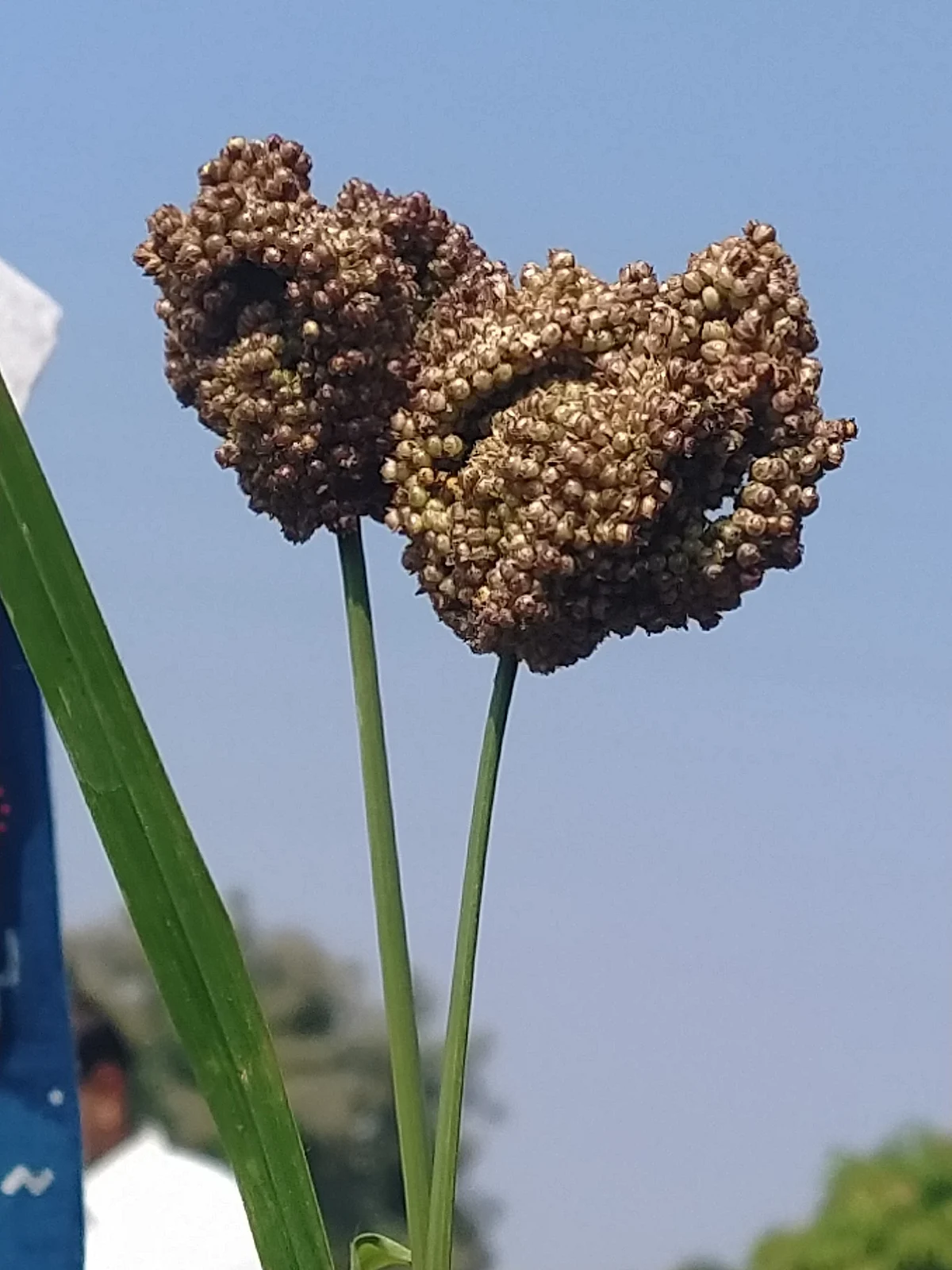 உகாண்டா கேழ்வரகு