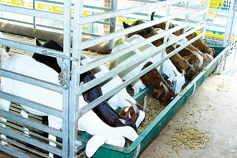 தீவனம் எடுக்கும் ஆடுகள்