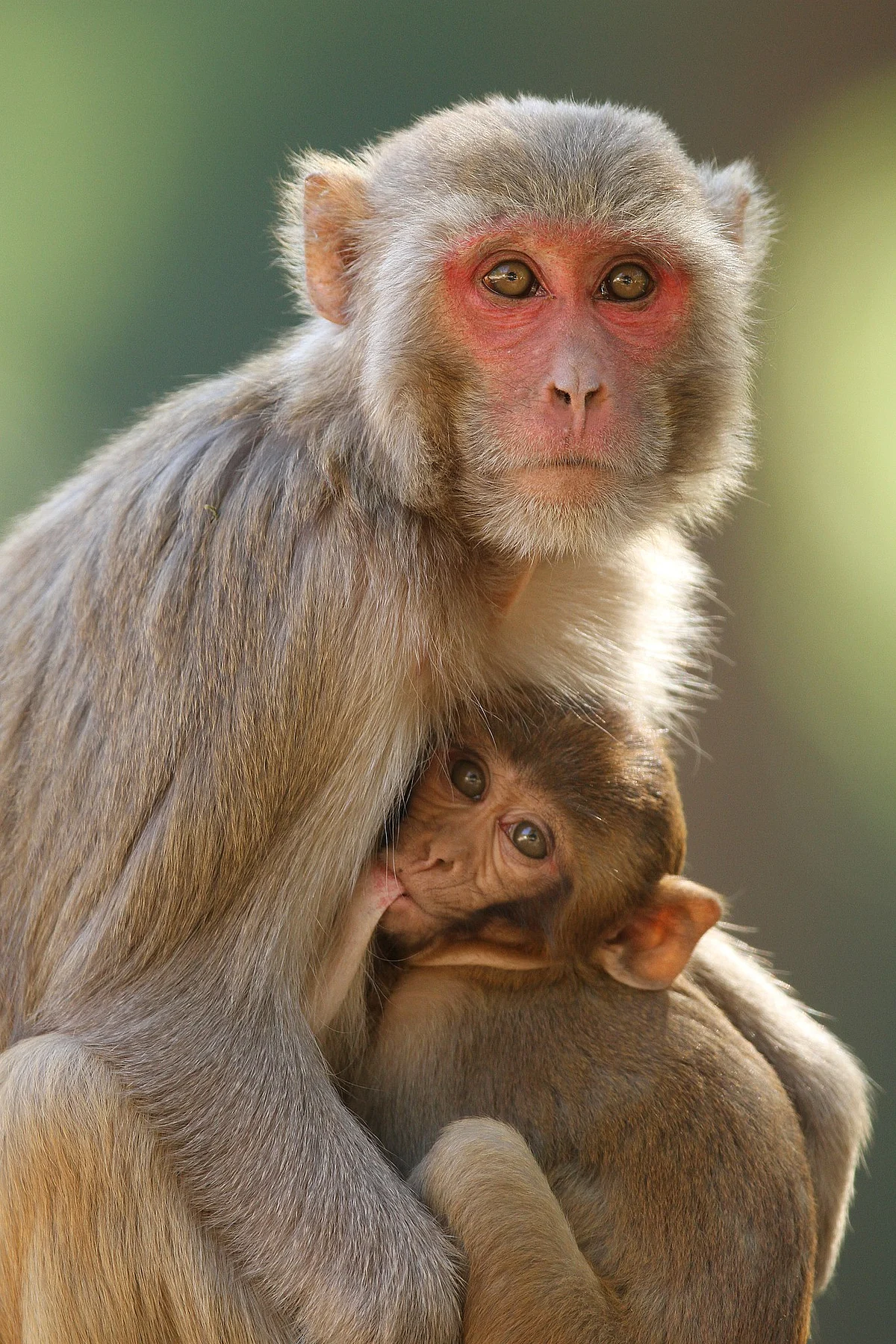 Rhesus macaque