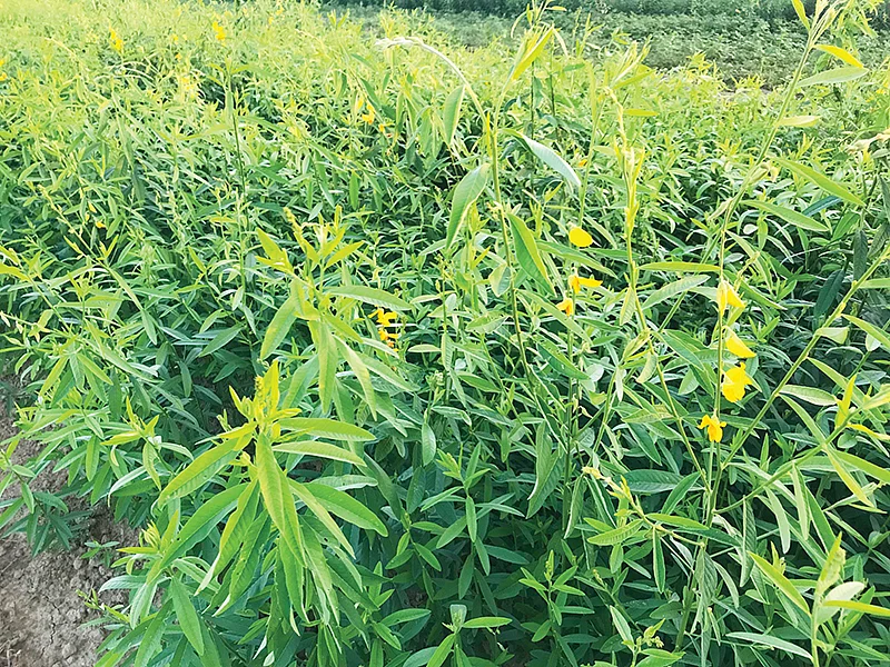 பசுந்தாள் உரப் பயிர்கள்
