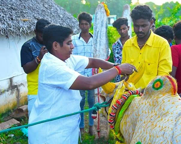 காளைக்கு மரியாதை செய்யும் மக்கள்