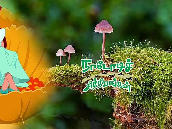 நாடோடிச் சித்திரங்கள்: `கடினமான பயணம்; பபூல் காட்டிய கண்ணைப் பறிக்கும் காளான்கள்’ | பகுதி - 8