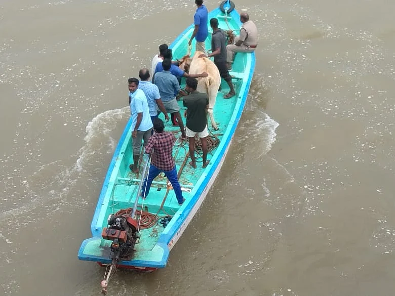 ஆற்று வெள்ளத்தில் சிக்கிய 26 பசுக்கள்; 4 மணி நேரப் போராட்டம்! - உயிரோடு மீட்கப்பட்டது எப்படி?!