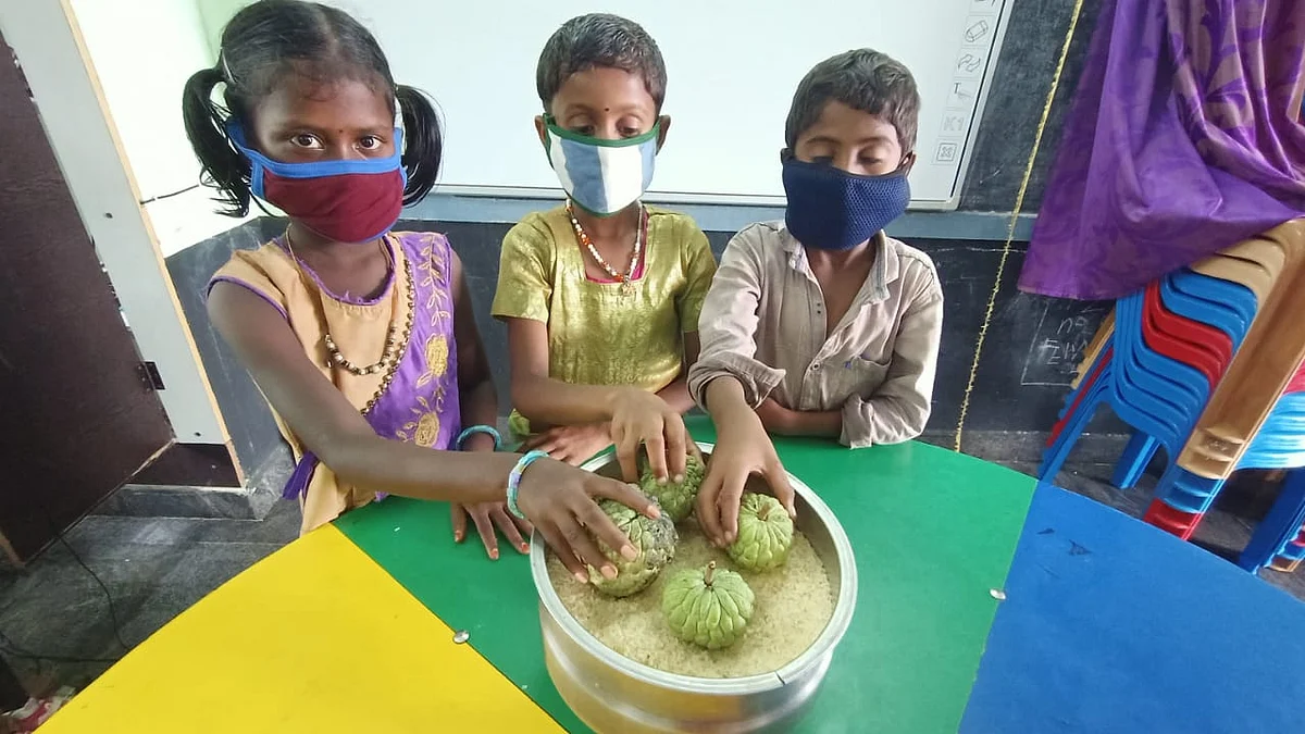 சீத்தா பழத்தைப் பழுக்க வைக்கும் மாணவர்கள்