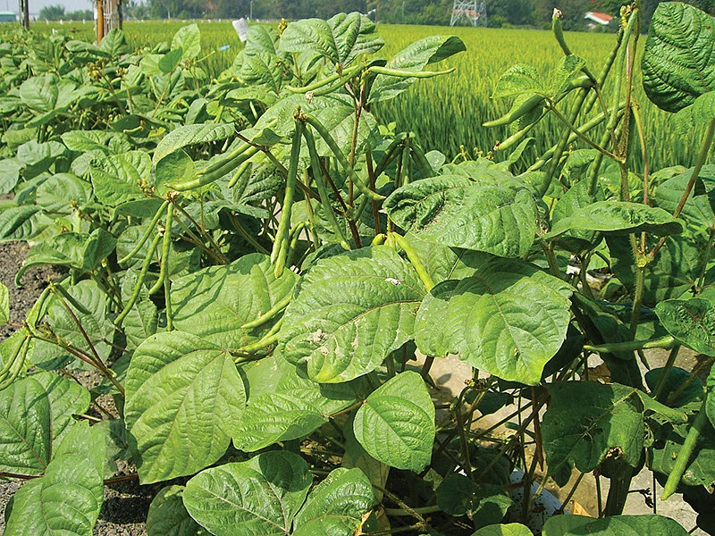 உயர் விளைச்சல் பாசிப்பயறு ரகங்கள்
