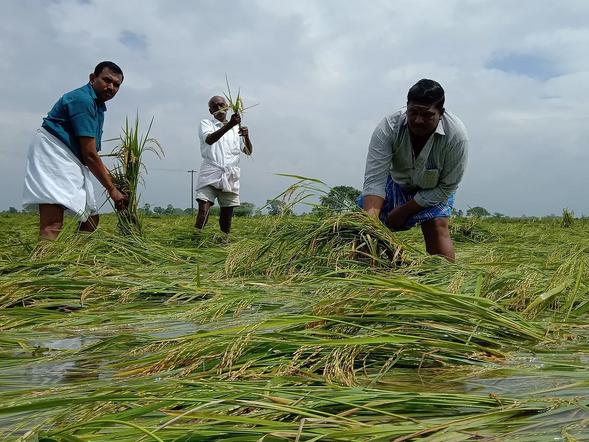 மழைநீரில் மூழ்கும் நெற்பயிர்கள்; இனி விவசாயிகள் செய்யவேண்டியவை என்ன? வழிகாட்டும் நிபுணர்கள்
