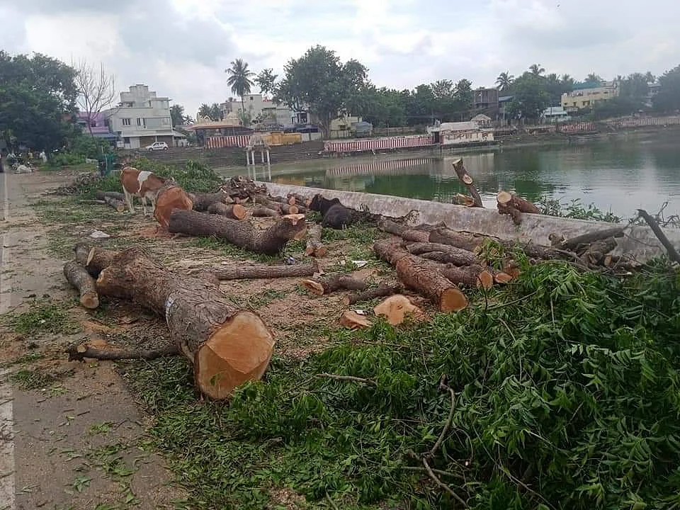 ``கஜா புயலில்கூட சாயாத மரங்களை இப்படி அநியாயமா அழிச்சிட்டாங்களே!" - ஆதங்கத்தில் மன்னார்குடி மக்கள்