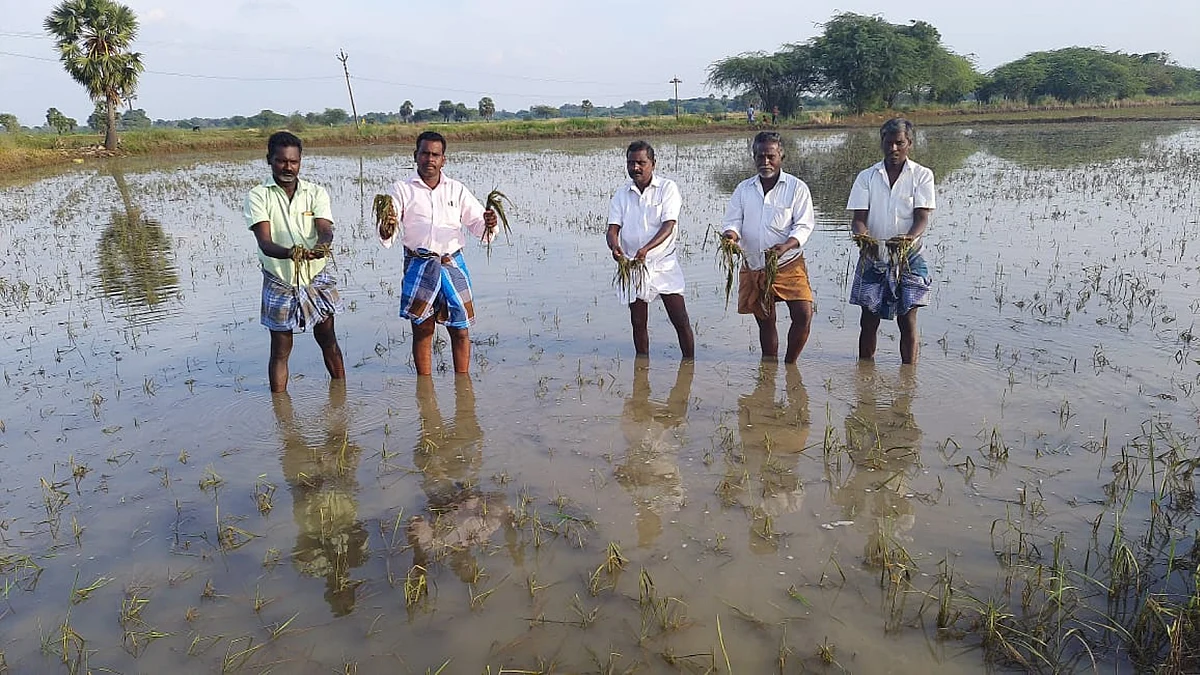 தற்போதைய மழைக்குப் பாதிக்கப்பட்ட நெல் வயல்
