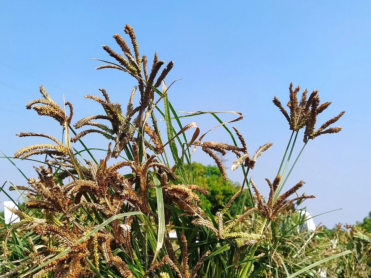 கேழ்வரகு