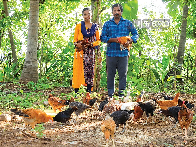 2 ஏக்கர்... ஆண்டுக்கு ரூ.7 லட்சம்!தென்னை, காடை, கோழி வளர்ப்பு...