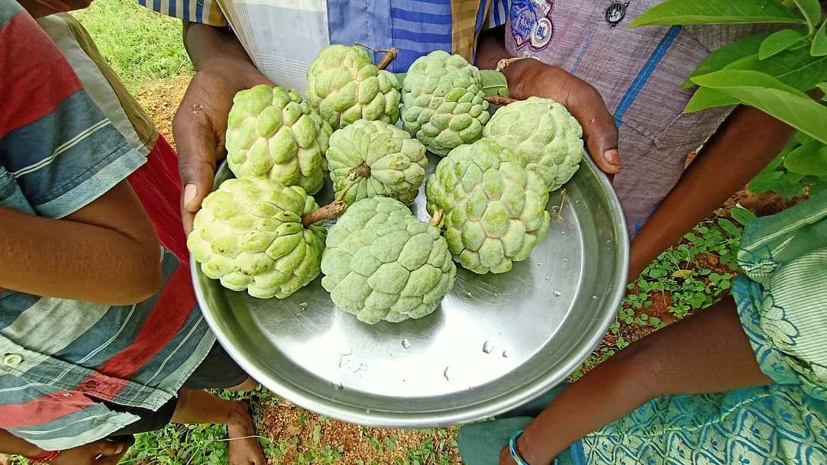சீத்தா பழங்கள்