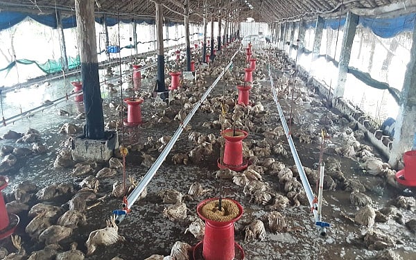 நெல்லையில் பெய்த கனமழை: வெள்ள நீரால் சூழப்பட்ட கோழிப்பண்ணை! - உயிரிழந்த 5,500 கோழிகள்