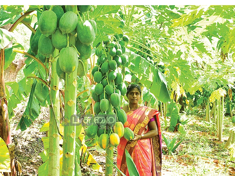 ஒன்றரை ஏக்கர்… ரூ.2,76,000
'பலே' லாபம் தரும் பப்பாளி!