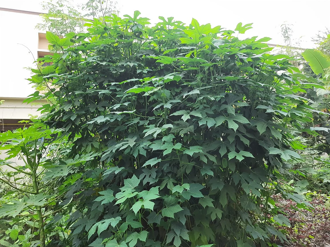 மாயன் கீரை