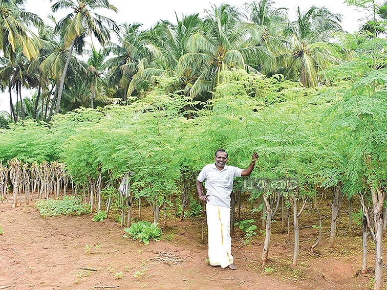 70 சென்ட்.. ரூ.1,58,000 லாபம்!செழிக்க வைக்கும்
செடி முருங்கை!