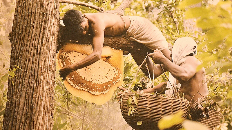 தேன் எடுத்தல்