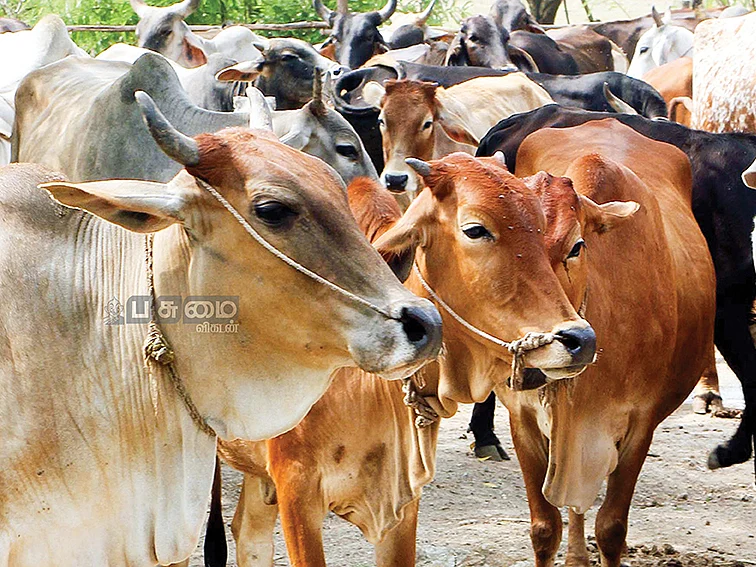 வேகமாகப் பரவும் கோமாரி நோய்! இயற்கை முறையில் எளிய தீர்வுகள்!