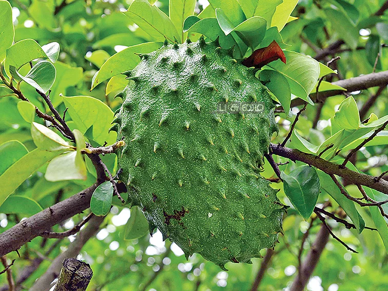 ஒரு கிலோ ரூ.300...
முள் சீத்தா கன்றுகள்
எங்களிடம் கிடைக்கும்!
