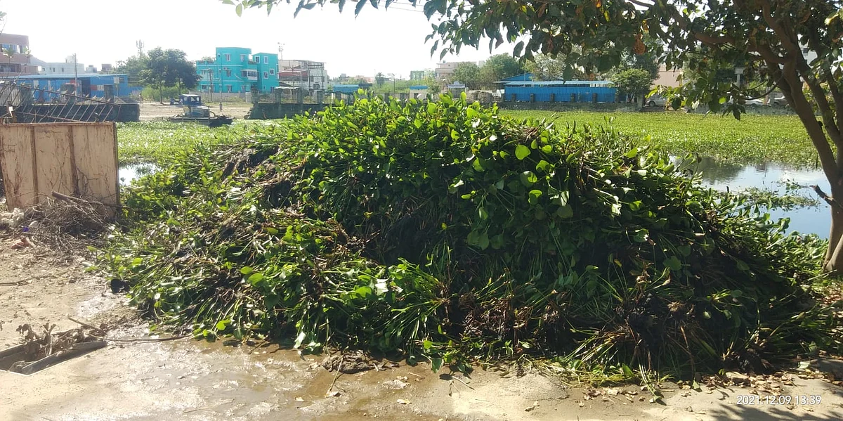 அகற்றப்பட்ட ஆகாயத்தாமரை கரையில் வைக்கப்பட்டுள்ளது