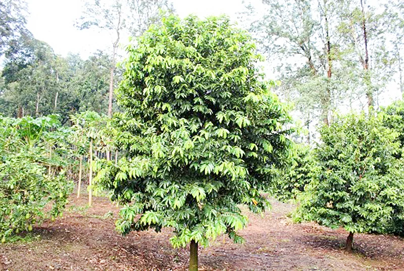 முள் சீத்தா மரங்கள்