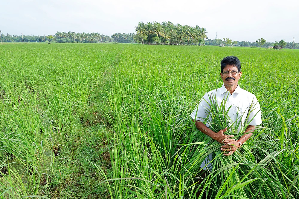 பாரம்பர்ய நெல் வயலில் சீனிவாசன்