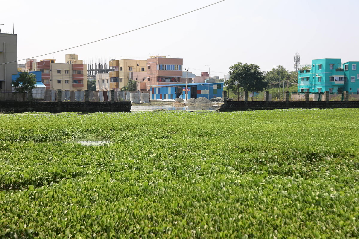 `குளத்தில் தண்ணீரில்லை... தாமரைதான் இருக்கிறது!’
புகாரளித்த மக்கள் - களத்திலிறங்கிய விகடன்!