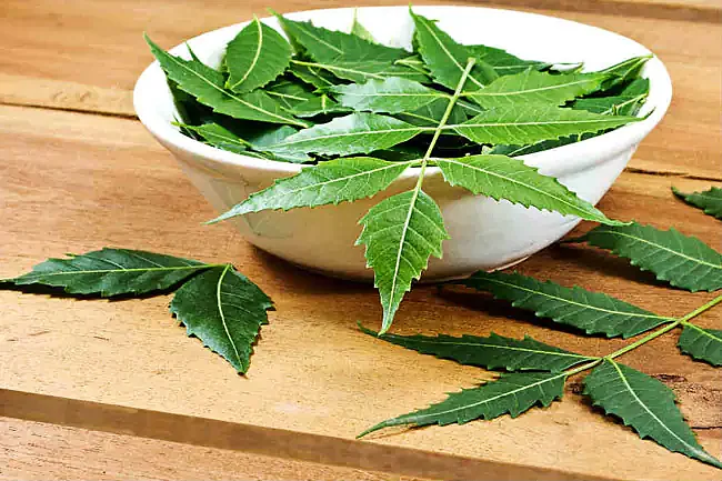 Neem Leaves