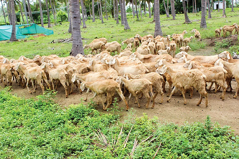 தென்னந்தோட்டத்தில் செம்மறியாடுகள்