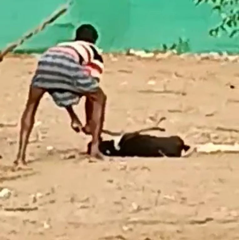 நாயைத் தாக்கும் காட்சி